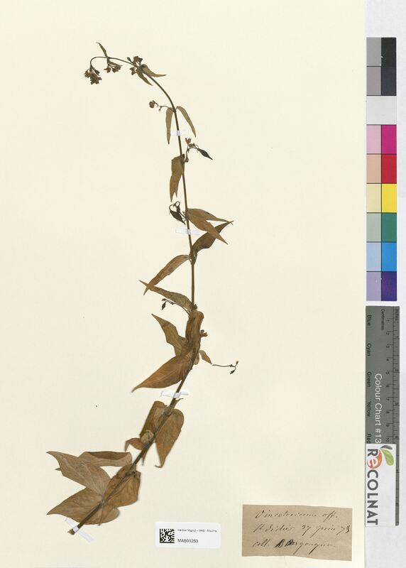 Vincetoxicum officinale (Apocynaceae)