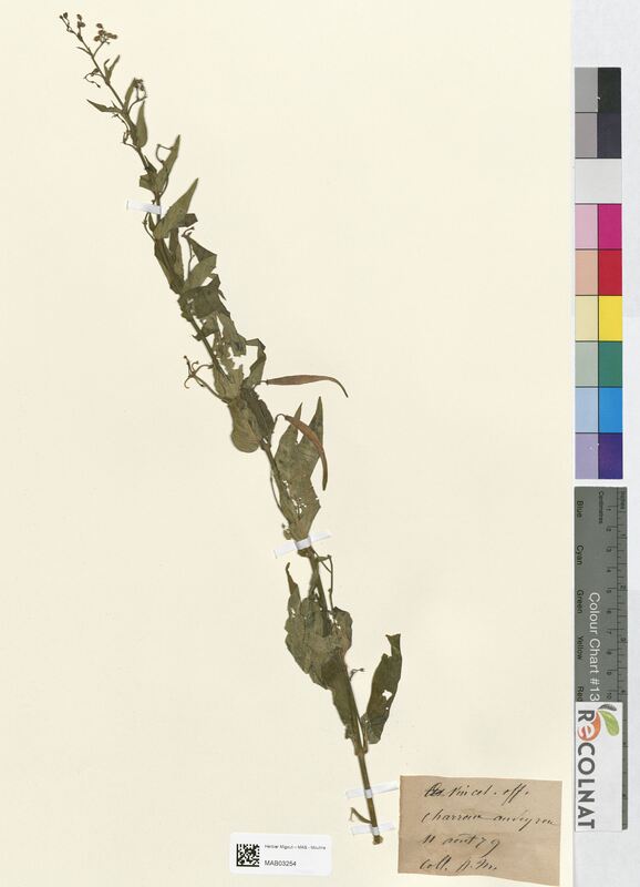 Vincetoxicum officinale (Apocynaceae)