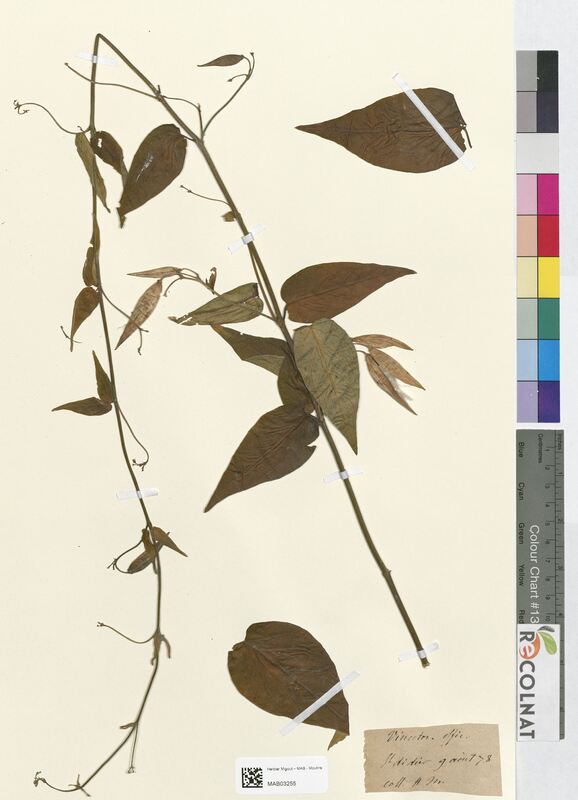 Vincetoxicum officinale (Apocynaceae)
