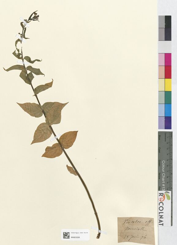 Vincetoxicum officinale (Apocynaceae)