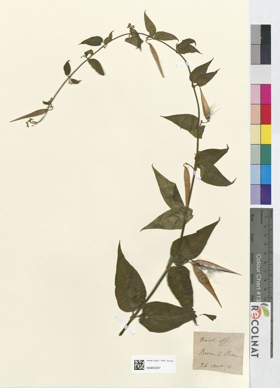 Vincetoxicum officinale (Apocynaceae)