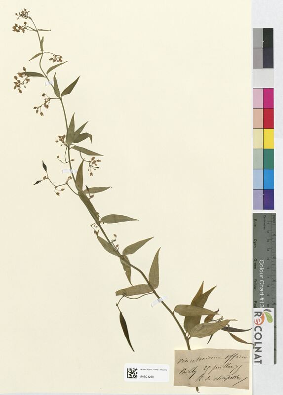 Vincetoxicum officinale (Apocynaceae)