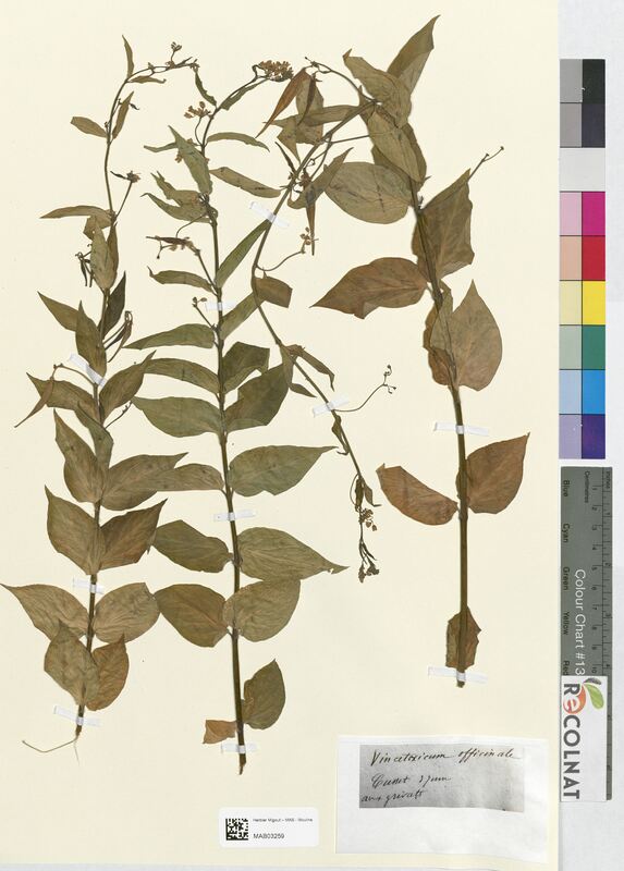 Vincetoxicum officinale (Apocynaceae)