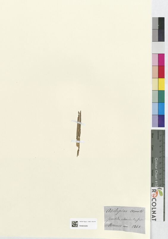 Asclepias cormeti (Apocynaceae)