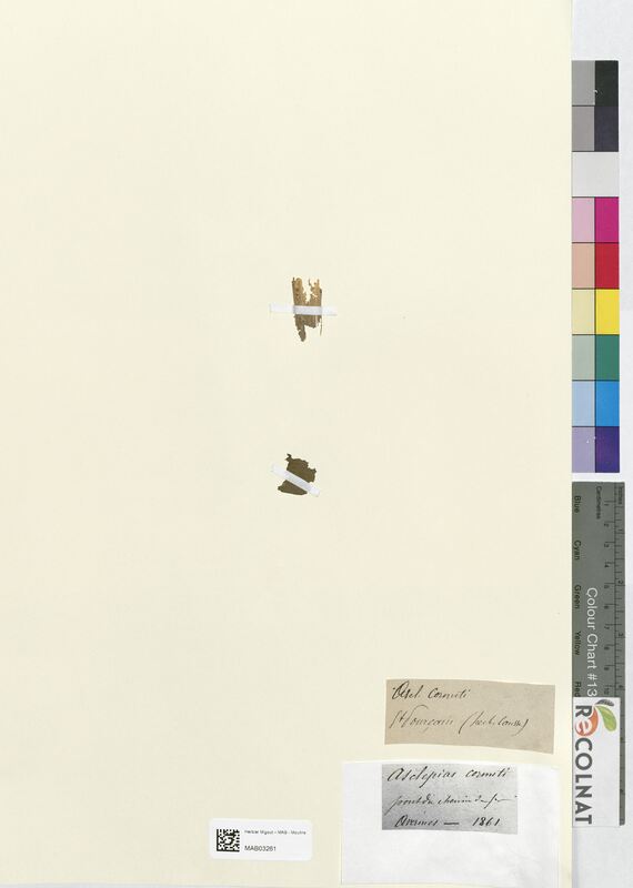 Asclepias cormeti (Apocynaceae)