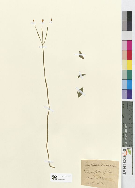 Erythraea pulchella (Gentianaceae)