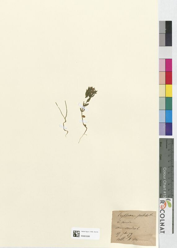 Erythraea pulchella (Gentianaceae)