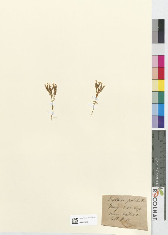 Erythraea pulchella (Gentianaceae)