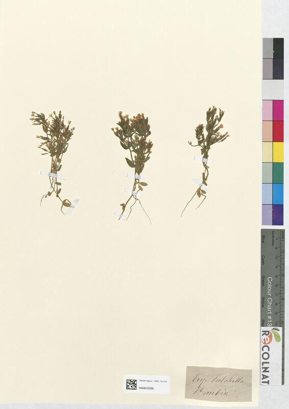 Erythraea pulchella (Gentianaceae)