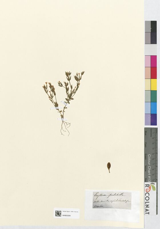 Erythraea pulchella (Gentianaceae)