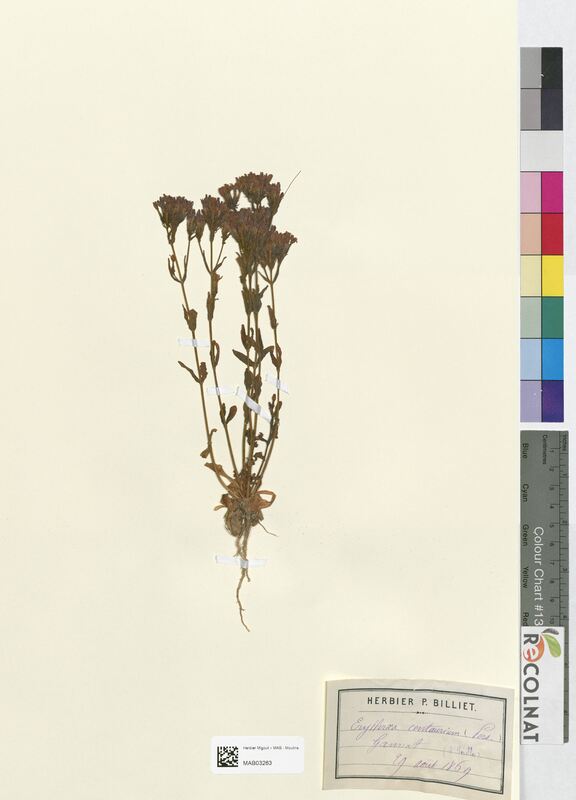 Erythraea centaurium (Gentianaceae)