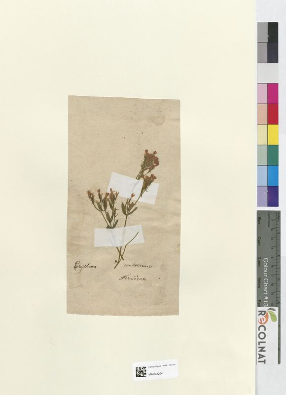 Erythraea centaurium (Gentianaceae)