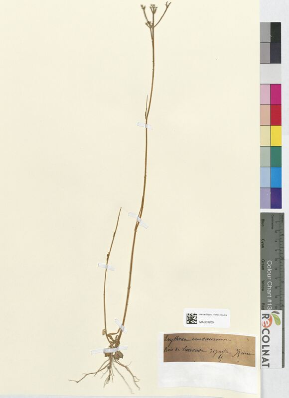 Erythraea centaurium (Gentianaceae)