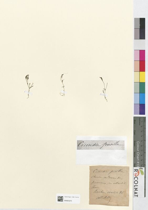 Cicendia pusilla (Gentianaceae)