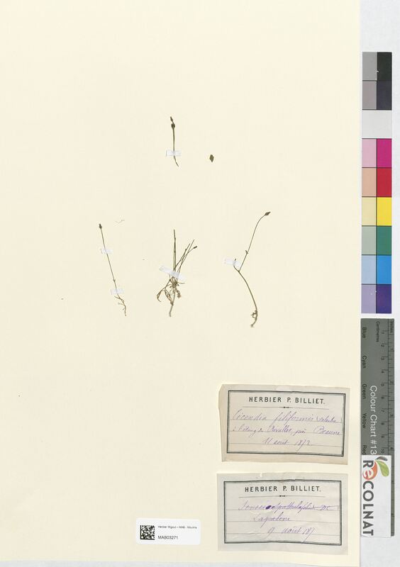 Cicendia filiformis (Gentianaceae)