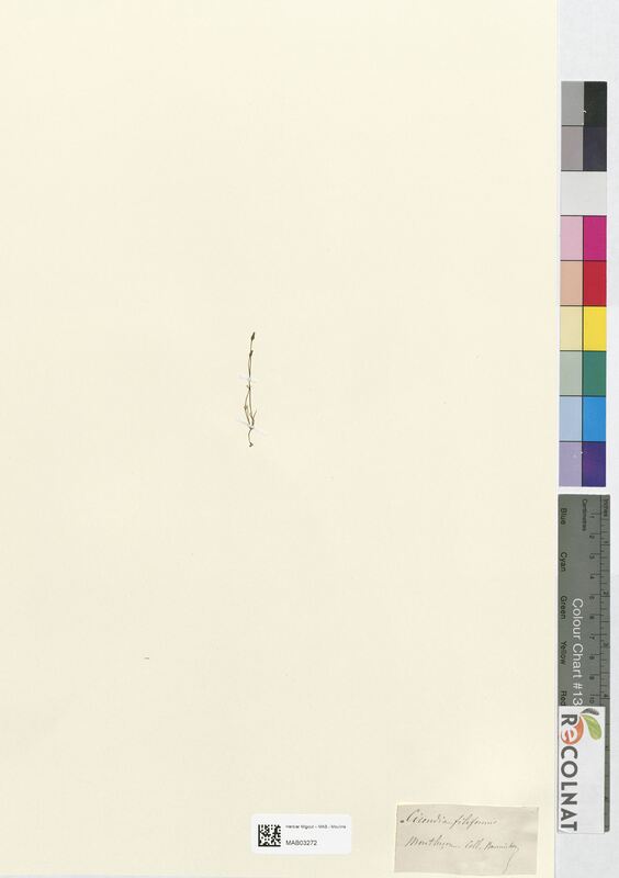 Cicendia filiformis (Gentianaceae)