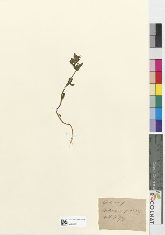 Gentiana campestris (Gentianaceae)