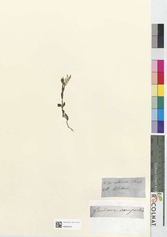 Gentiana campestris (Gentianaceae)