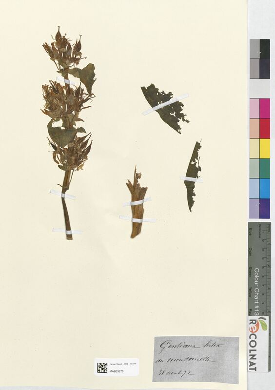 Gentiana lutea (Gentianaceae)