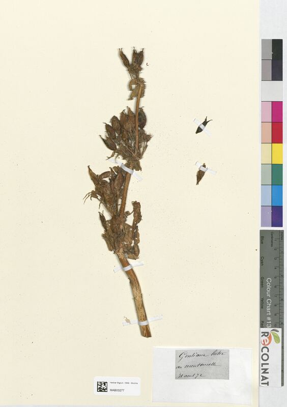 Gentiana lutea (Gentianaceae)