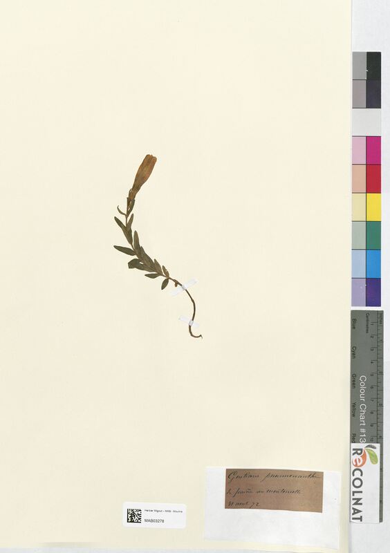 Gentiana pneumonanthe (Gentianaceae)