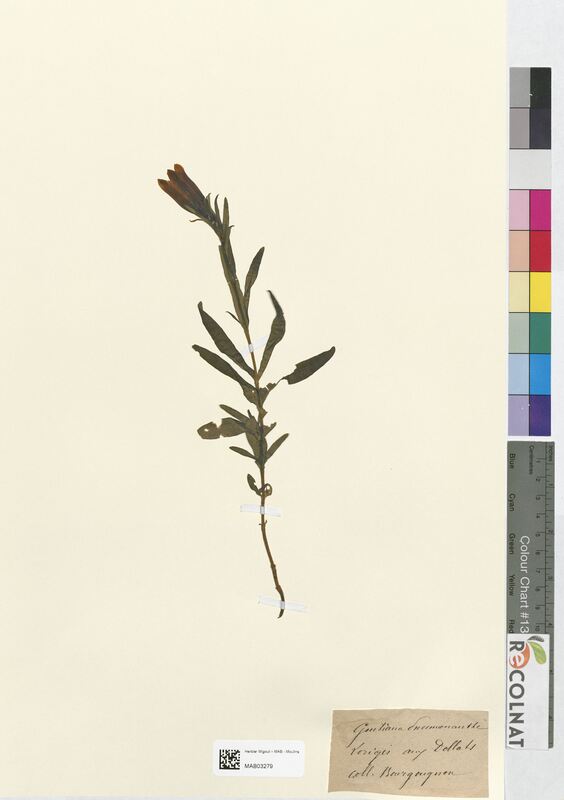 Gentiana pneumonanthe (Gentianaceae)