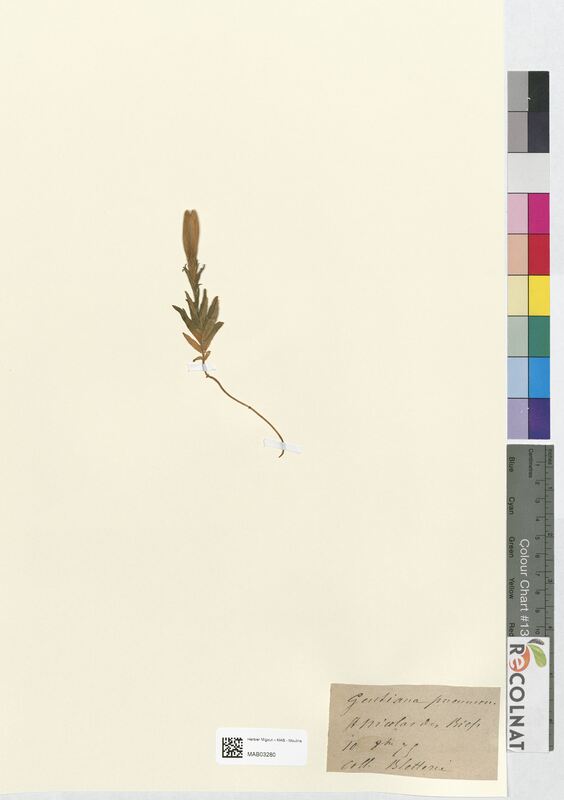 Gentiana pneumonanthe (Gentianaceae)