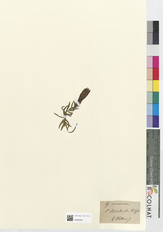 Gentiana pneumonanthe (Gentianaceae)