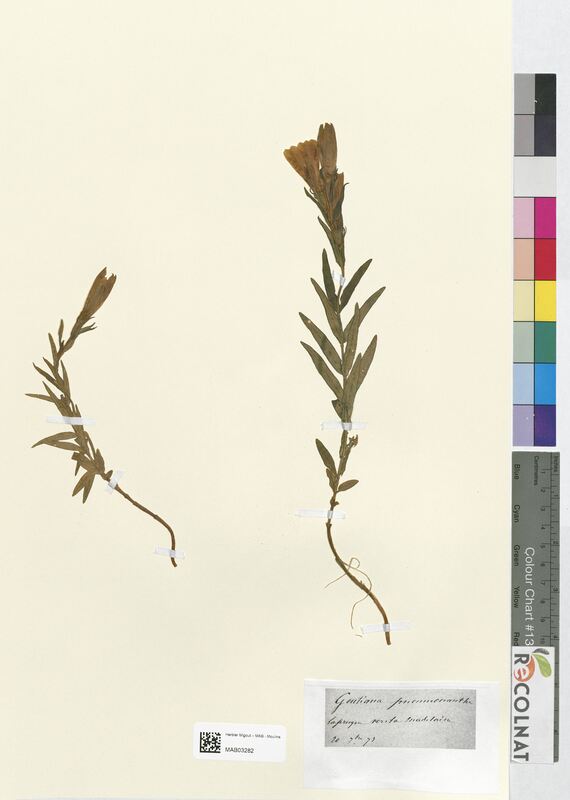 Gentiana pneumonanthe (Gentianaceae)