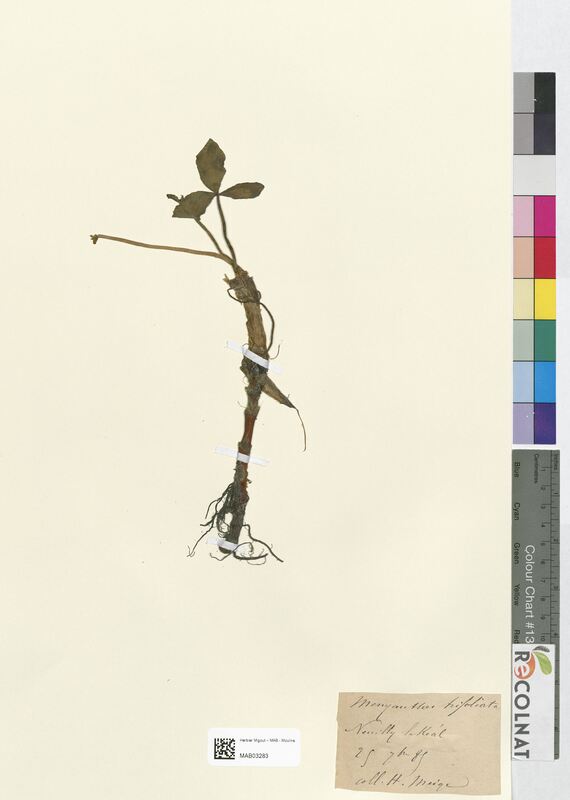 Menyanthes trifoliata (Gentianaceae)