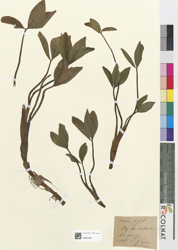 Menyanthes trifoliata (Gentianaceae)