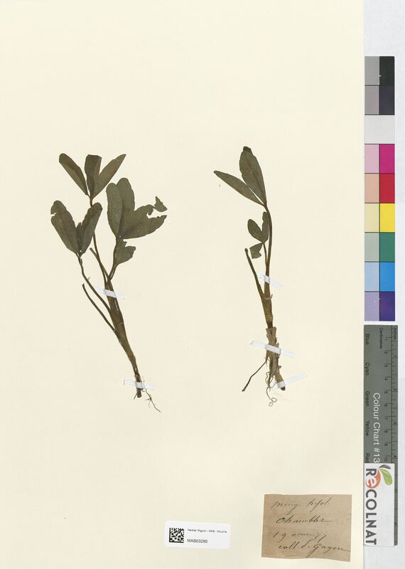 Menyanthes trifoliata (Gentianaceae)