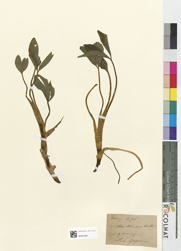 Menyanthes trifoliata (Gentianaceae)