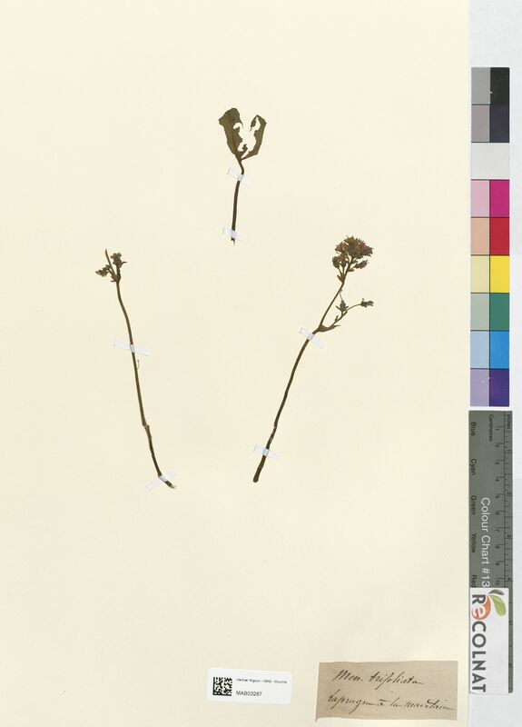 Menyanthes trifoliata (Gentianaceae)