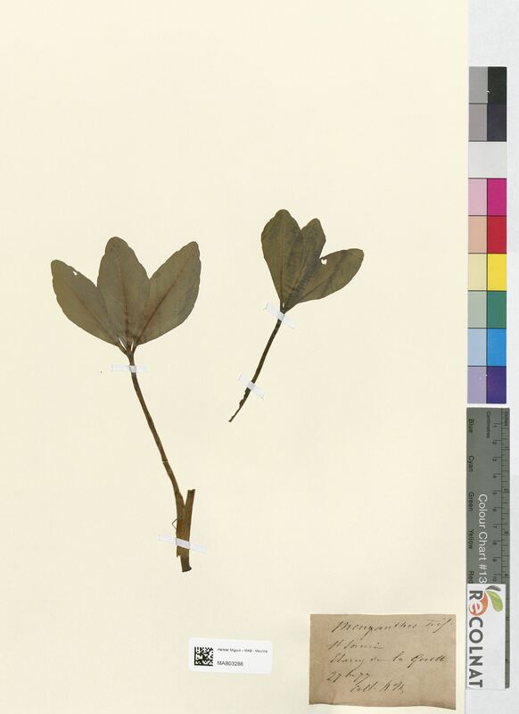 Menyanthes trifoliata (Gentianaceae)