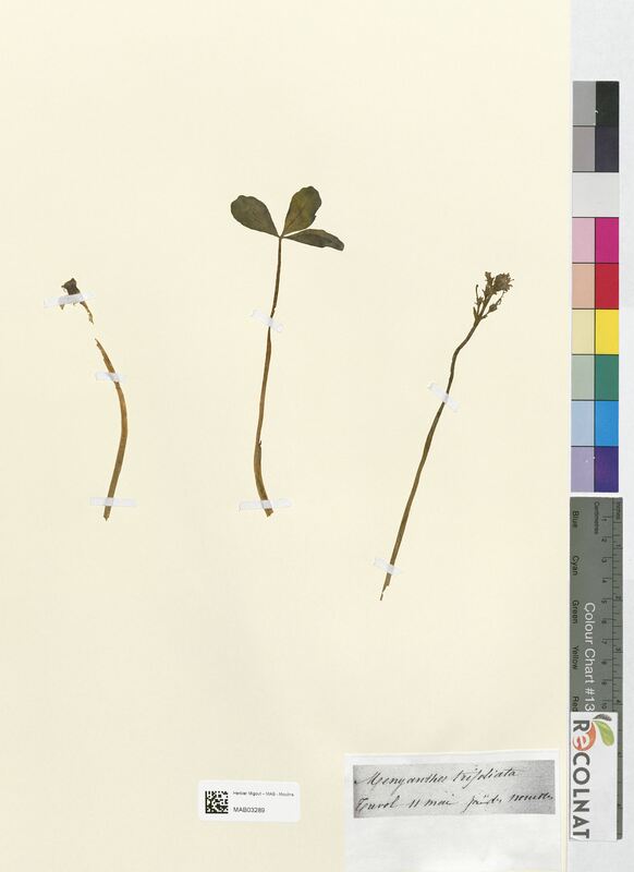 Menyanthes trifoliata (Gentianaceae)