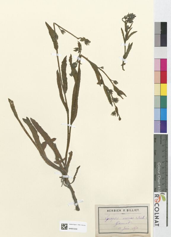 Lycopsis arvensis (Boraginaceae)