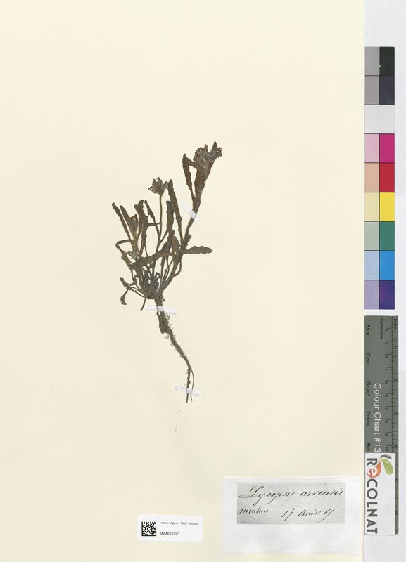 Lycopsis arvensis (Boraginaceae)