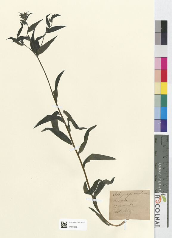 Lycopsis purpureo-caeruleum (Boraginaceae)