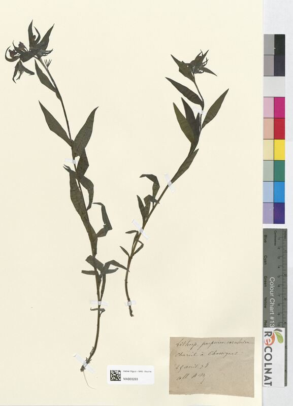 Lycopsis purpureo-caeruleum (Boraginaceae)