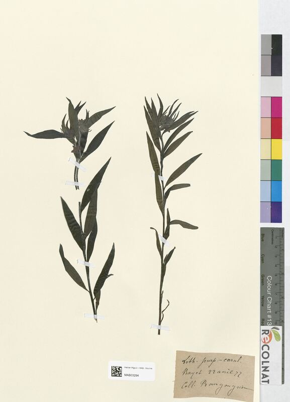 Lycopsis purpureo-caeruleum (Boraginaceae)