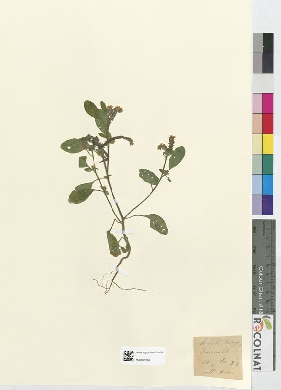 Heliotropium europaeum (Boraginaceae)