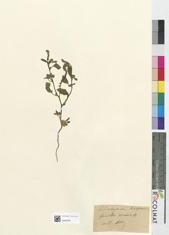 Heliotropium europaeum (Boraginaceae)