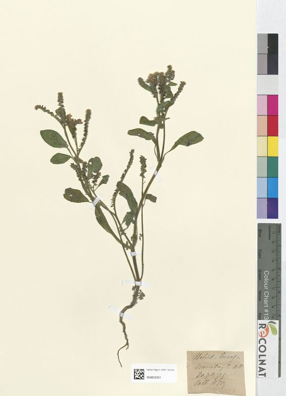 Heliotropium europaeum (Boraginaceae)