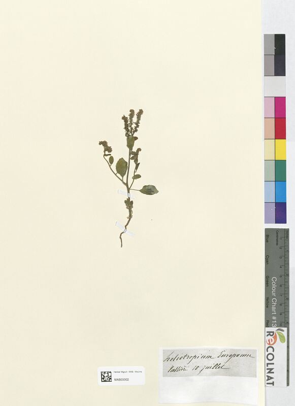 Heliotropium europaeum (Boraginaceae)