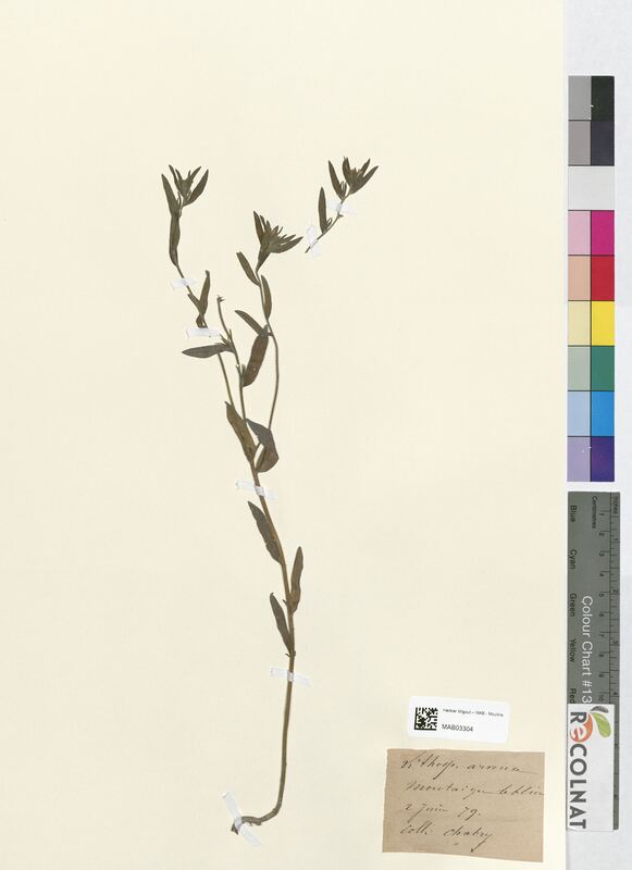 Lithospermum arvense (Boraginaceae)