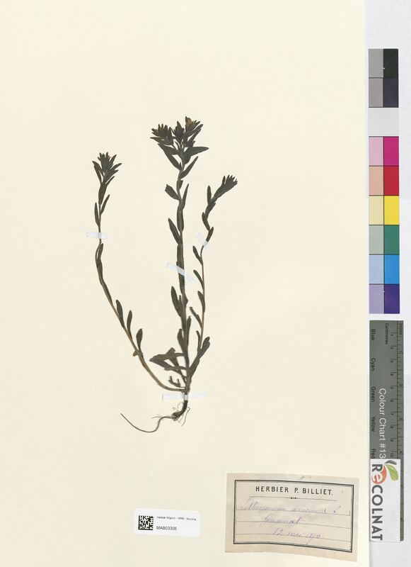 Lithospermum arvense (Boraginaceae)