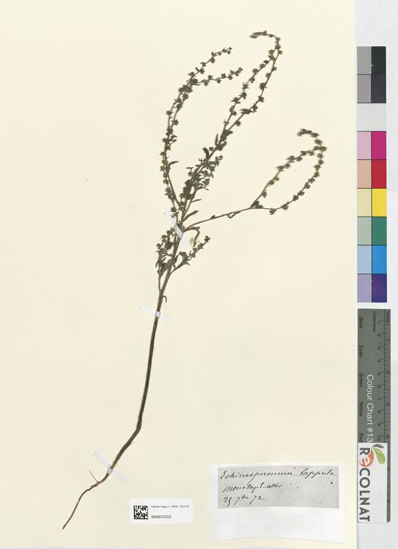 Echinospermum lappula (Boraginaceae)