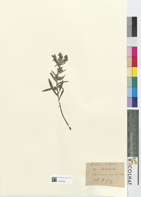 Echium vulgare (Boraginaceae)