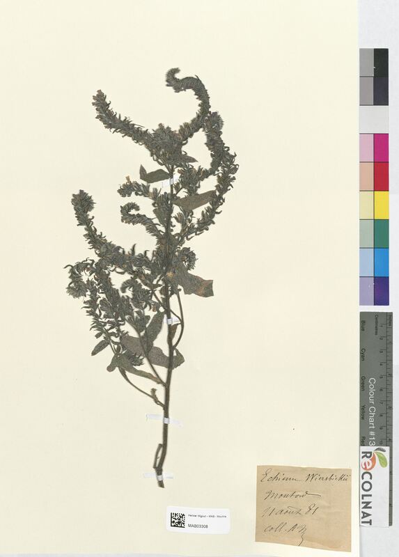 Echium wiersbickii (Boraginaceae)